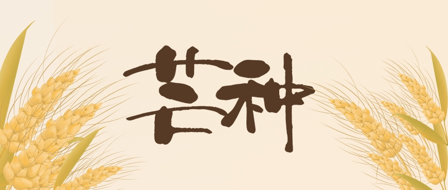 芒種 | 北收麥芒，南始插秧